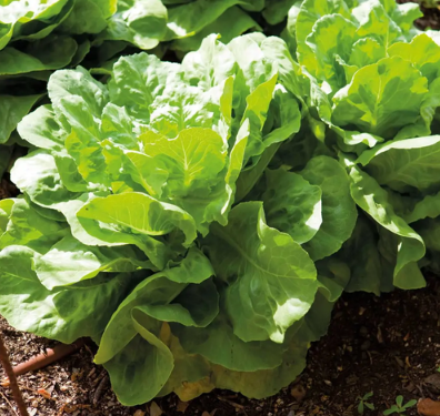 Lechuga