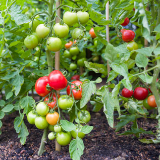 Tomate